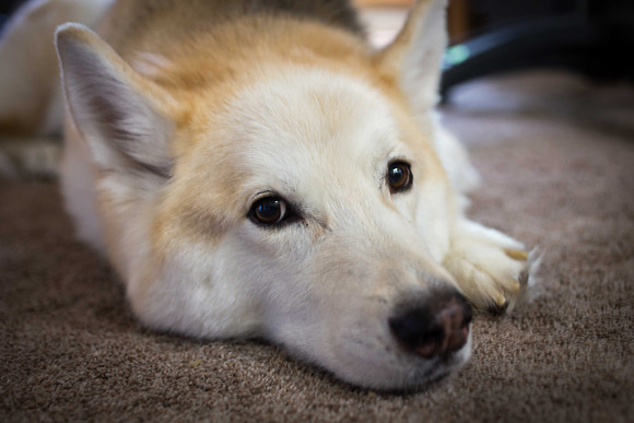 Ella, My Dog